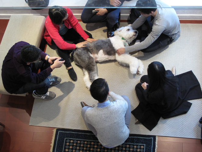 Jasper是首隻引入的駐校治療犬，為學生舒緩緊張情緒。 港大圖片