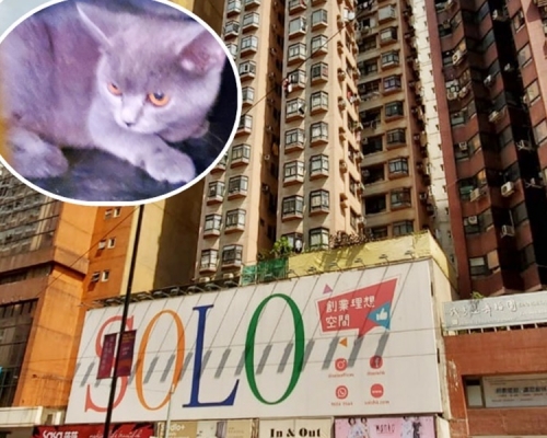 灰色英國短毛貓(小圖)疑墮樓。