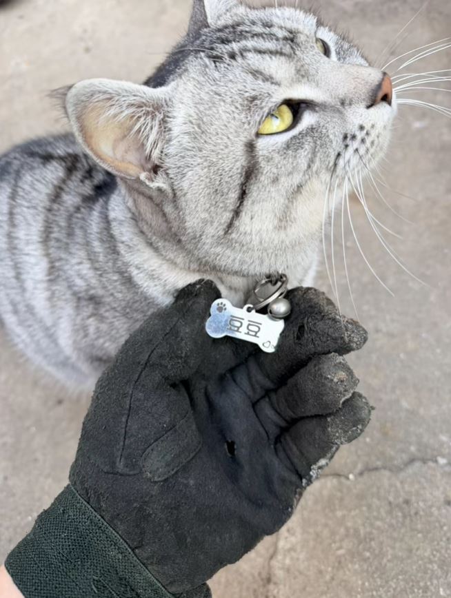 豆豆主人为牠加上名牌，希望游客不再误带落山。抖音