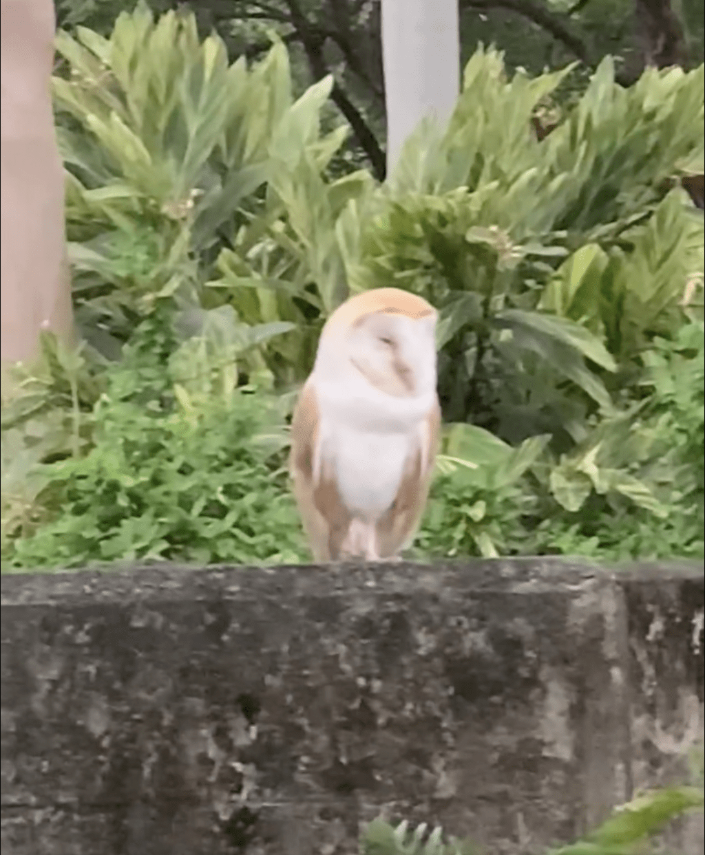 一隻走失的貓頭鷹在香港濕地公園對開被發現。（圖片來源：失蹤鳥 Lost Birds (香港網上雀街)）