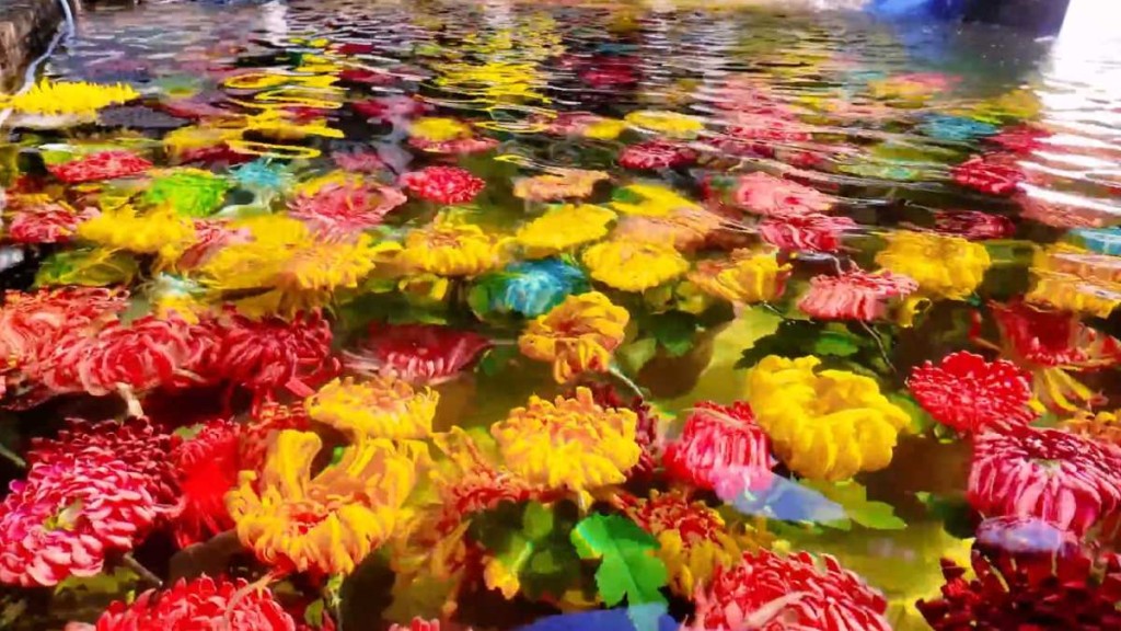 開封水下浮菊打破賞花只可在地上的固有思維，大獲好評。人人日報