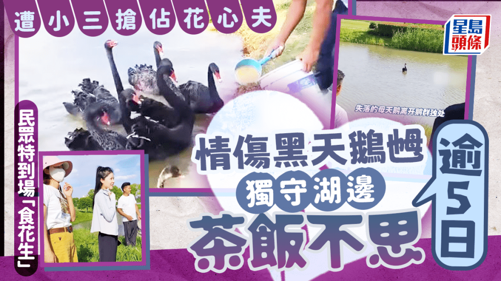 武漢黑天鵝乸突鬱鬱不歡 原來小三入侵搶「花心」老公