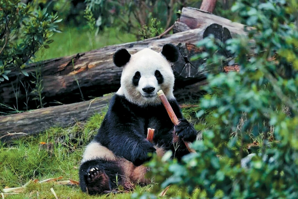 大熊貓「福雙」及「平平」將赴美。