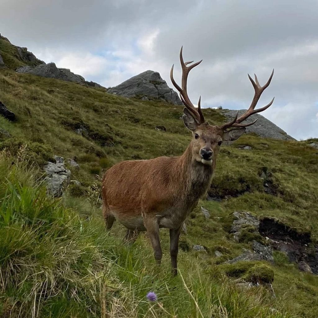 蘇格蘭傳奇網紅鹿卡勒姆已被安樂死。