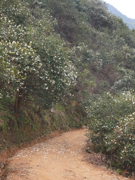浙江村民制作的乡土年代短剧《好一朵山茶花》走红网络。人民网