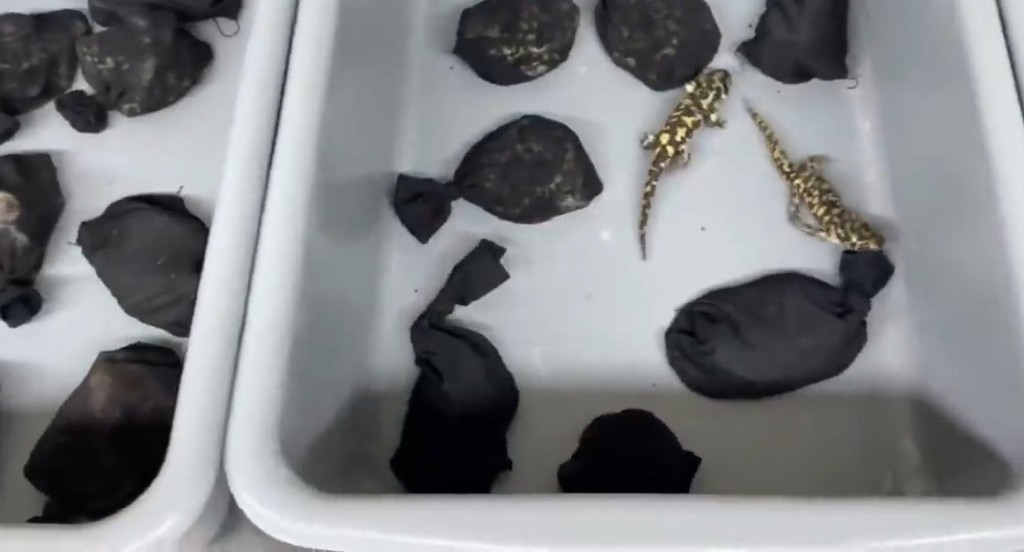 4名旅客經羅湖口岸北上，被揭偷運72隻虎紋鈍口螈。海關發布