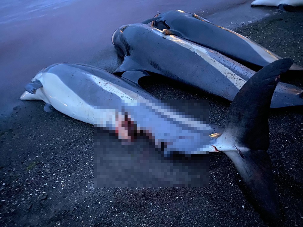 大批被屠宰海豚等待運走。Sea Shepherd Faroe Islands Campaign facebook圖片