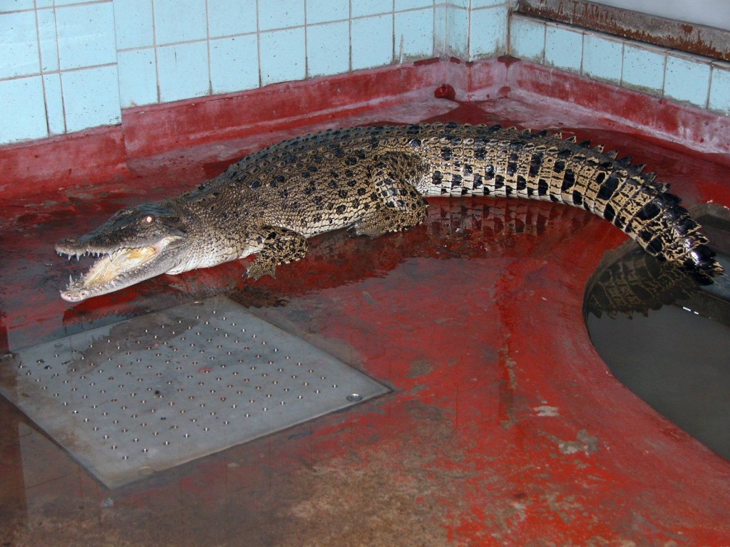 攝於2004年6月10日，漁護署人員捕鱷後，將鱷魚送往上水動物管理中心觀察。資料圖片