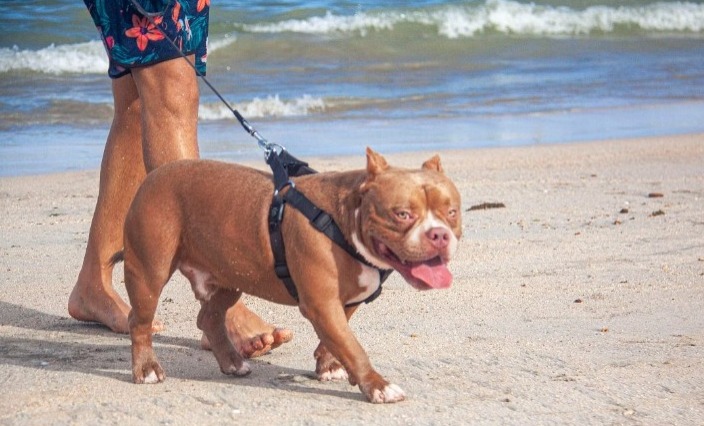 美国恶霸犬体型壮硕、肌肉发达。网上图片