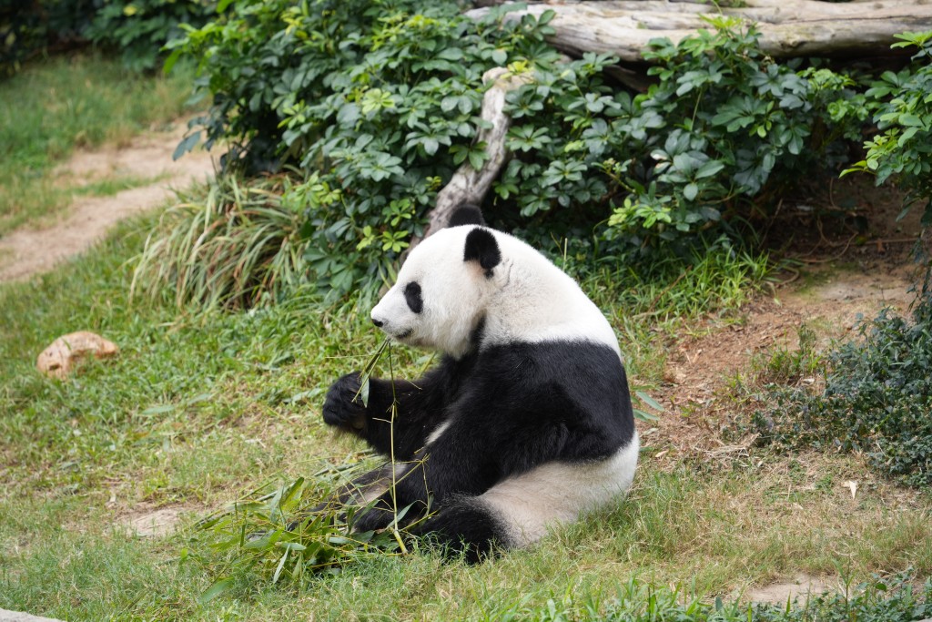 网民随即就一对大熊猫的命名议论纷纷，提出创意改名建议， 包括「国国、安安」、「治治、兴兴」（图为盈盈、乐乐）。吴艳玲摄