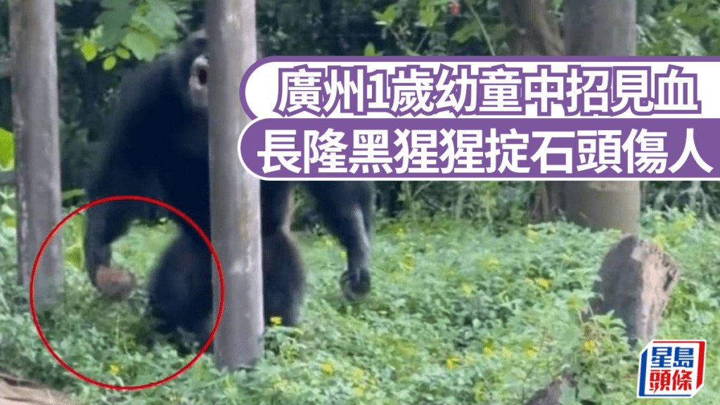 廣州長隆動物世界有黑猩猩向遊客掟石頭,導致1歲幼童中招見血。新京報