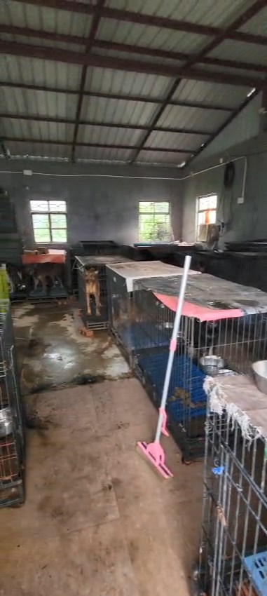 多隻狗被困鐵籠內，環境惡劣。動物福利關注聯盟召集人劉鎮海提供