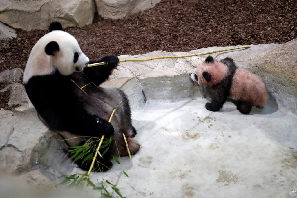 大熊猫「欢欢」和5个月大的「圆梦」。 路透社