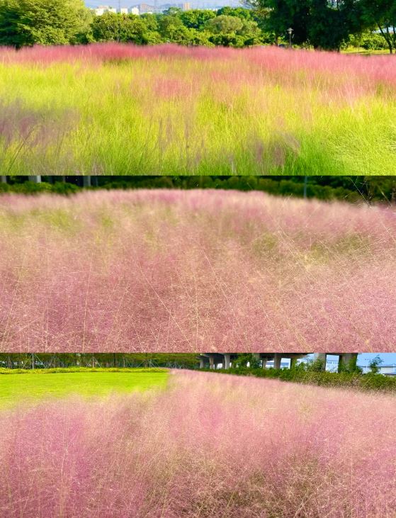 红山公园的粉红芒草地比陌上花公园细