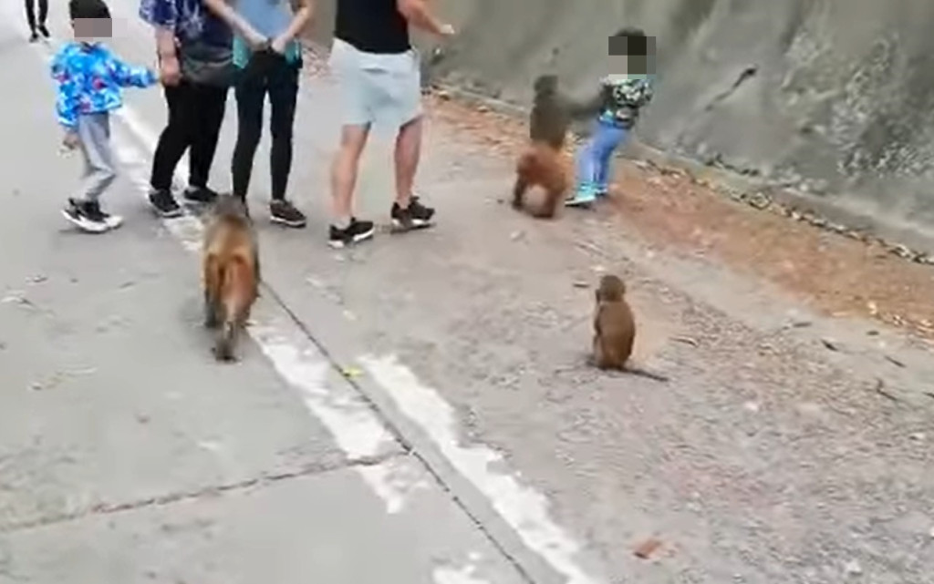 一隻體型較大的猴子走向該名幼童，並突然撲向他。網上影片截圖