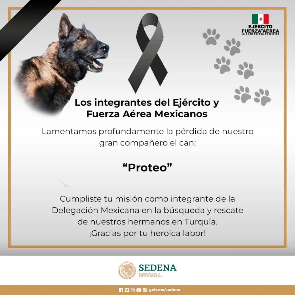 墨西哥國防祕書處12日公布搜救犬「Proteo」在土耳其救災的死訊。網圖
