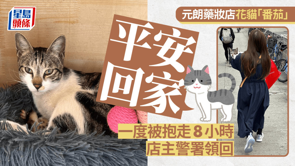 被抱走的花貓「番茄」,已平安回家。藥妝店提供圖片