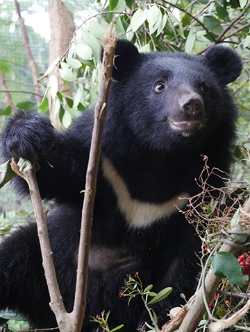 台灣黑熊。 台灣黑熊保育協會