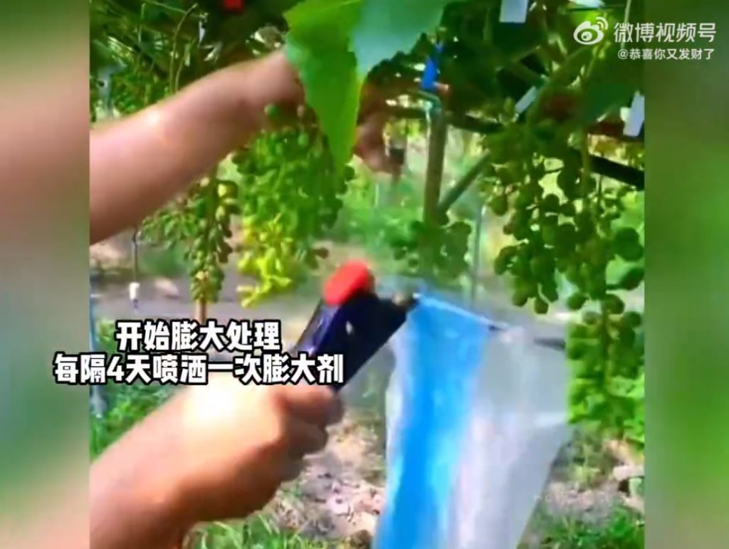 使用不同农药，如植物生长调节剂、膨大剂等（图片来源：《阳光玫瑰葡萄的科技与狠活》截图）