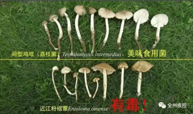 近江粉褶蕈的蘑菇，與日常食用的雞樅菌十分相似，但卻有毒。