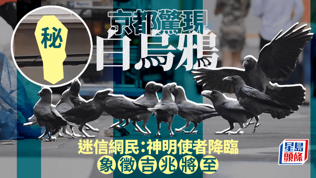 京都驚現白烏鴉 吸引300萬人「朝聖」 網民︰神明使者降臨