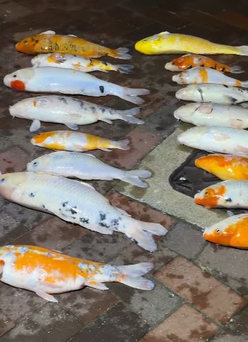 fb龜途 The Turtle's Inn圖片