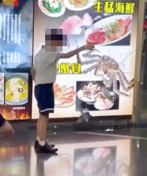 男童將雀鳥「吊吊揈」。Threads「htpd59」影片截圖
