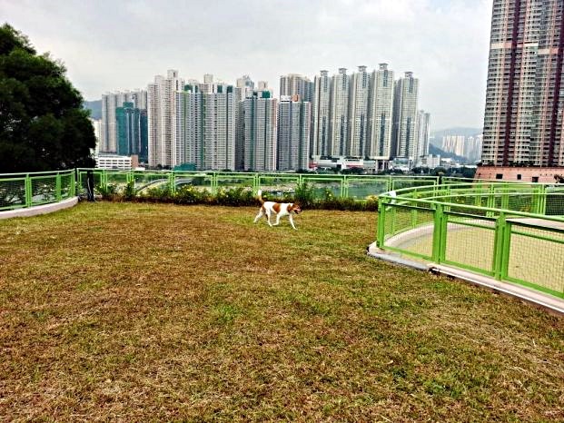 將軍澳寵物公園發生懷疑毒狗事件。網圖 將軍澳寵物公園發生懷疑毒狗事件。網圖