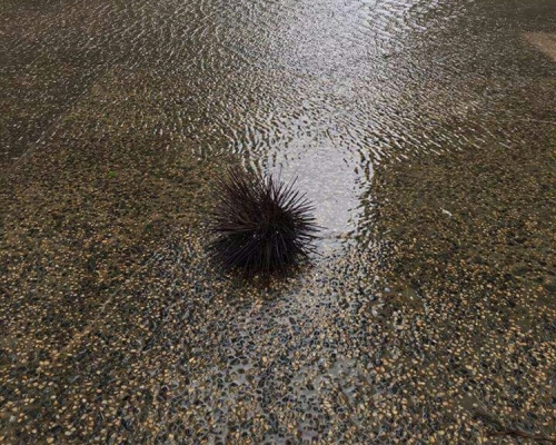 海膽沖上杏花邨。網上圖片