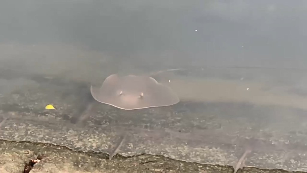 大埔林村河今日有魔鬼魚出沒。網上片段截圖 大埔林村河今日有魔鬼魚出沒。網上片段截圖