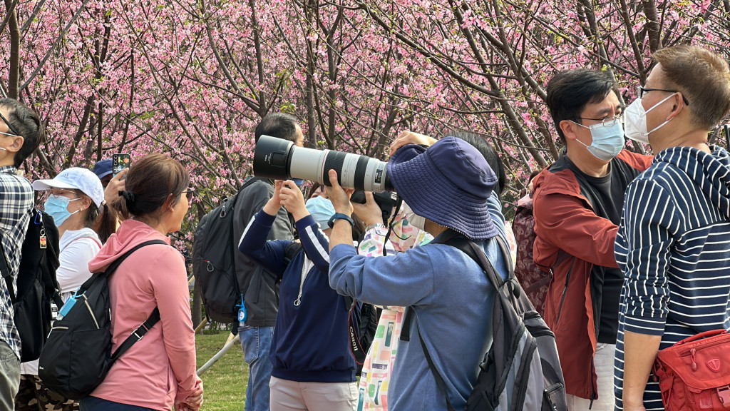 不少市民帶同長鏡來拍捉櫻花之美。梁國峰攝