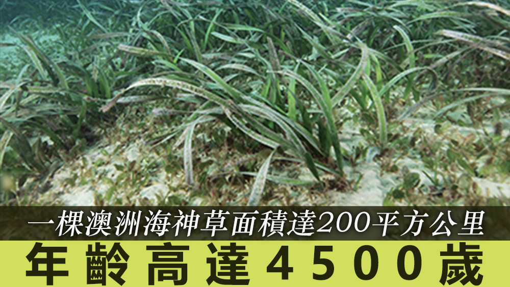這棵海神草成為當地動物棲息地。資料圖片