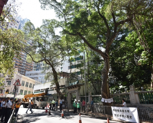 般咸道2株細葉榕早前被樹木辦移除。資料圖片