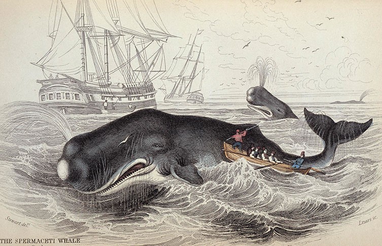 龍涎香來自鯨魚的消化管道，由於十分昂貴，被稱為「飄浮的黃金」。  Natural History Museum 圖片