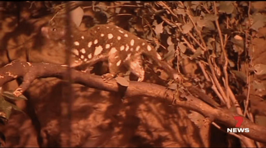 澳洲媒體播出以前捕捉到的斑尾虎鼬踪影。