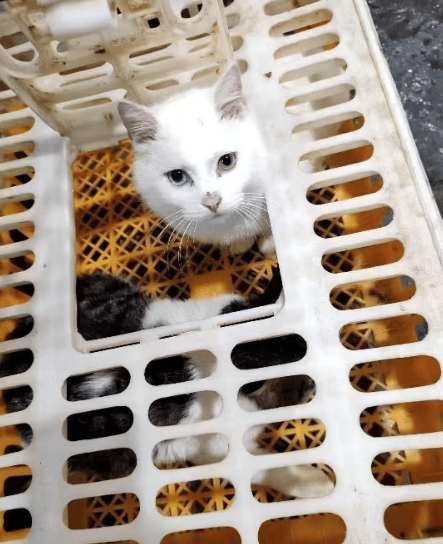 被關在籠子裡的貓。紅星新聞 被關在籠子裡的貓。紅星新聞
