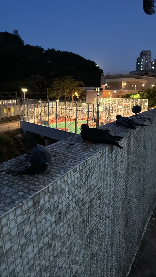 4隻鴿子被黏實在石牆上。網上圖片 4隻鴿子被黏實在石牆上。網上圖片