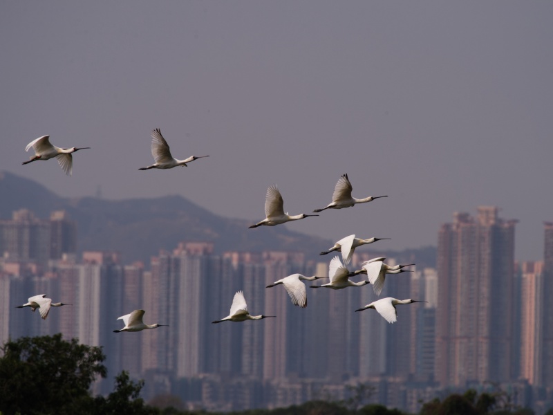 香港觀鳥會