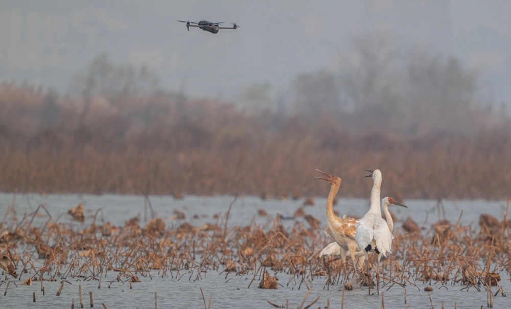 無人機飛近拍攝滋擾白鶴。 無人機飛近拍攝滋擾白鶴。