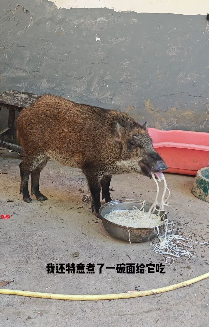 羅先生將野豬養成網紅寵物，短片流量加配種已月入2萬，月收入可達2萬元，較自己打工還多。抖音