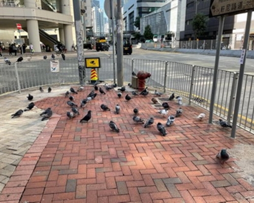 餵飼雀鳥會導致弄污公眾地方。食環署圖片