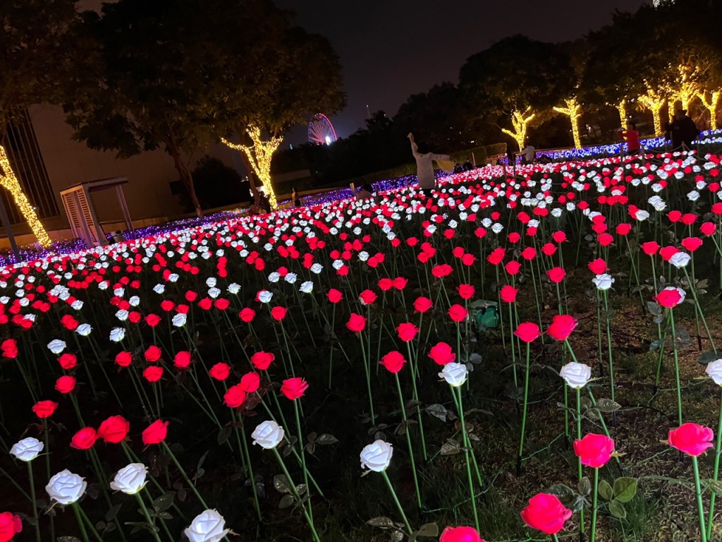 中西區民政處於去年2月12日至3月26日，於金鐘添馬公園布置超過1萬支玫瑰花組成的燈飾花海。陳俊豪攝