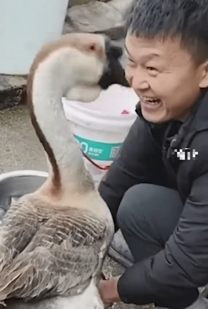 大鵝身體不斷阻止主人磨刀，逗得主人非常開心。 中國青年報