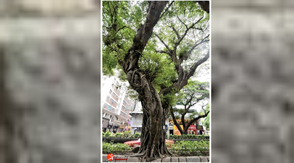 被移除的古樹名木高度約14米。《古樹名木冊》網