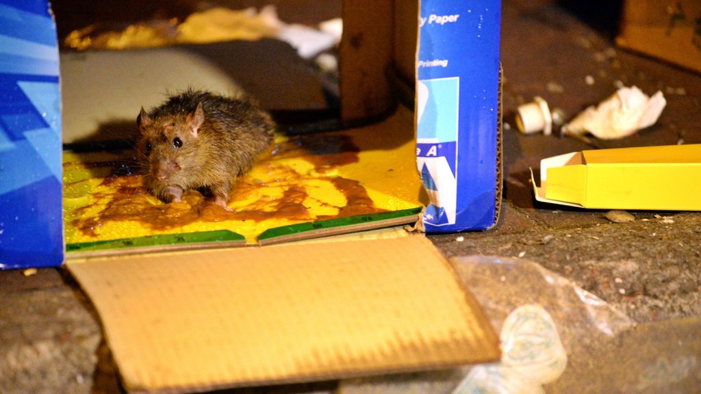 食環署去年收集到的死鼠有33,336隻，捕獲活鼠33,846隻，總數為67,182隻。資料圖片