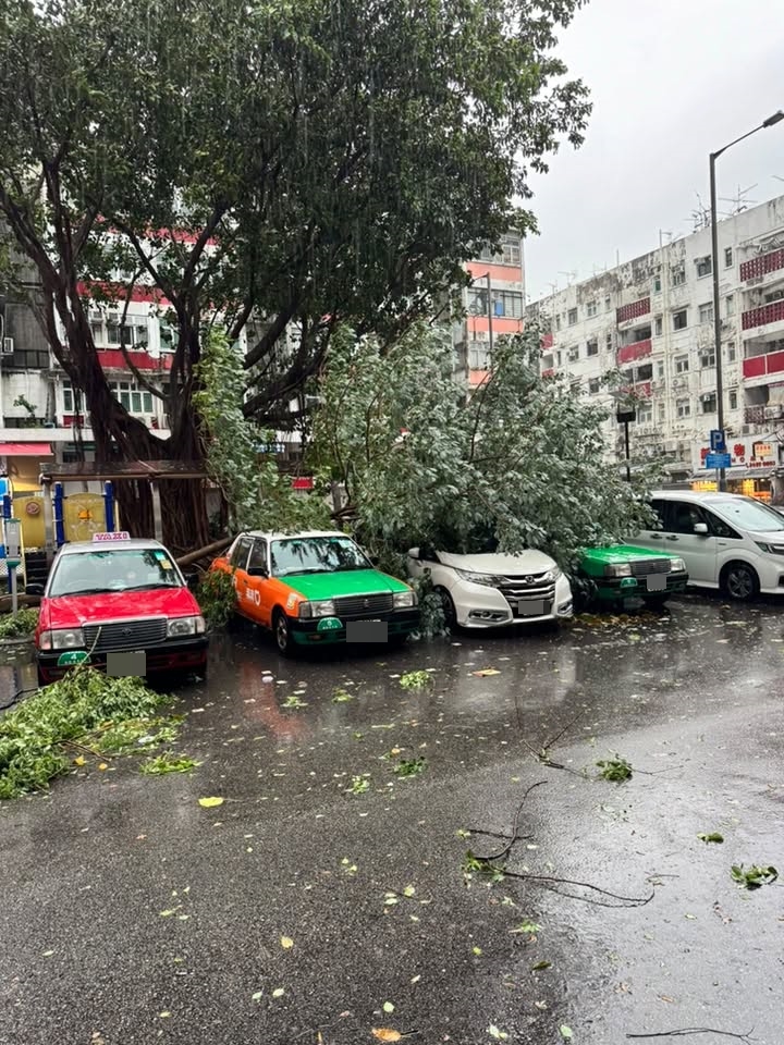 大埔同茂坊有樹塌下,壓到的士及私家車。fb大埔 TAI PO圖片 大埔同茂坊有樹塌下,壓到的士及私家車。fb大埔 TAI PO圖片