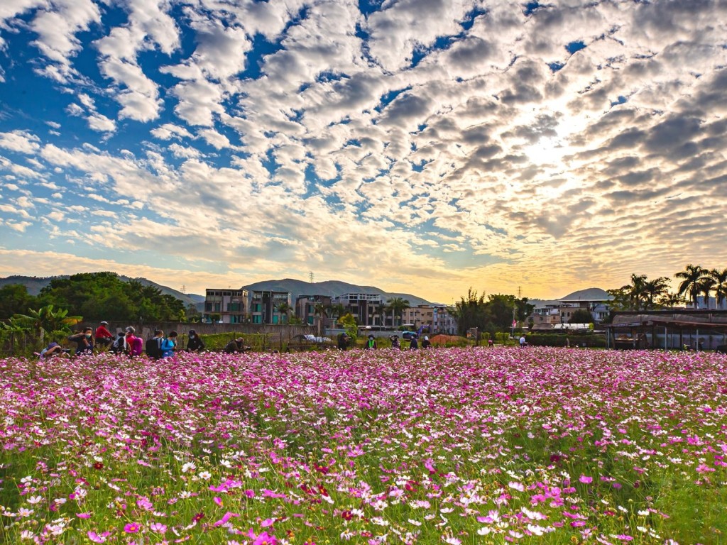 錦田曾出現粉紅波斯菊花海。網民Flora Chau圖片