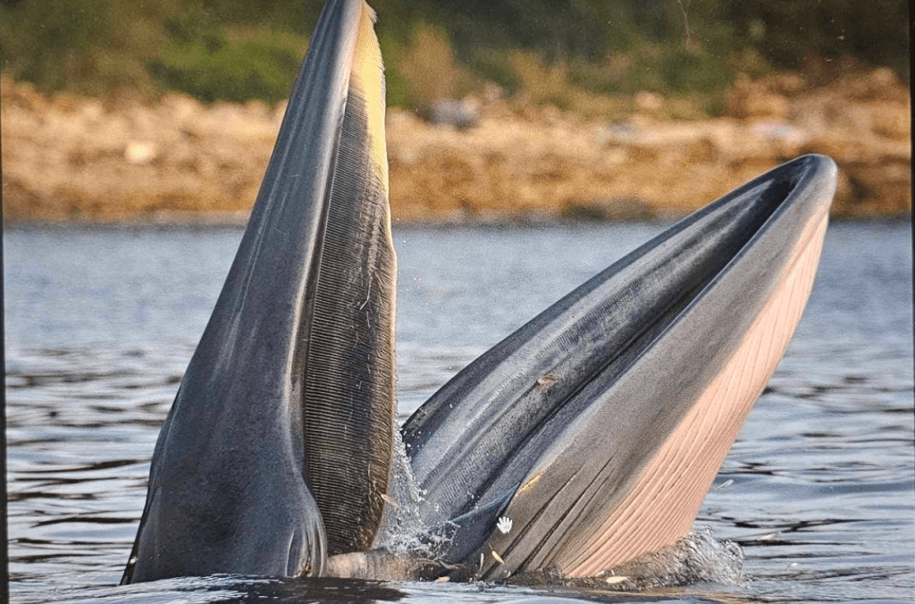 小鯨魚浮出海面。讀者提供