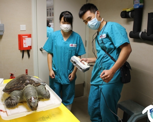 城市大學臨床動物醫學系同海洋污染國家重點實驗室協助漁護署處理兩隻海龜屍體。