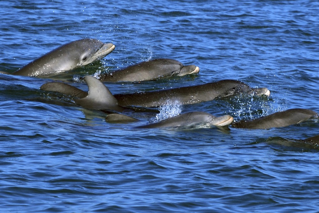  美國麻省有125條海豚集體擱淺，逾百救援人員努力協助牠們脫困。美聯社